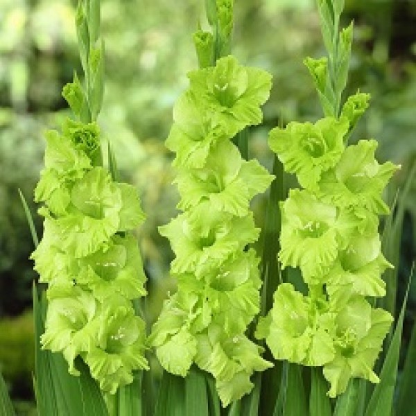 Gladiolus Green - 6 Bulbs